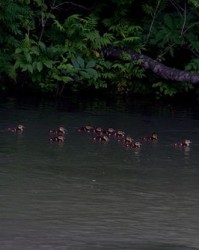 鸳鸯的样子还能怎么组词