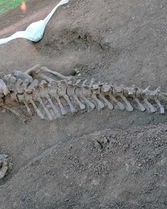 恐龙化石怎么组词造句