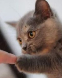 猫怎么组词小度小