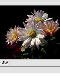 菊怎么读组词
