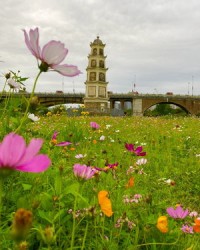 花朵的花组词(花朵的花组词两个字)