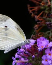 蝴的组词有哪些