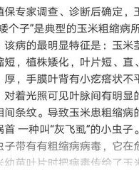 没有玉米有怎么组词