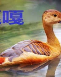 鸡胗怎么组词
