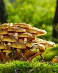 怎么组词蘑菇