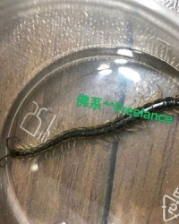 蜈蚣的蚣怎么组词唉