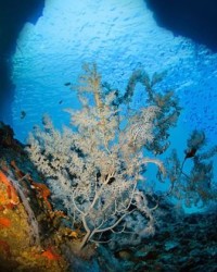 仅组词(仗组词)