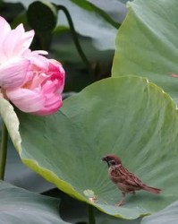 花瓣莲蓬怎么组词