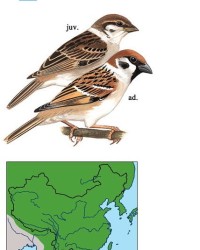 雀怎么组词麻雀的雀