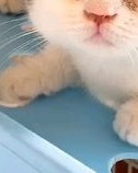 馋猫的馋还能怎么组词