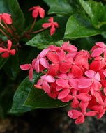 鲜花的怎么组词