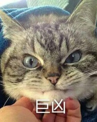 愤怒的猫咪组词怎么写