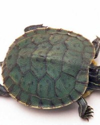 乌龟的龟图组词怎么写