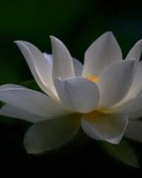 请问莲花的莲怎么组词