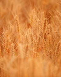 金黄组词(金黄组词接龙)