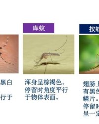 蚊子的蚊组词