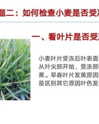 麦子的麦怎么组词