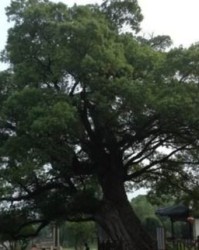 樟树的樟树的樟怎么组词