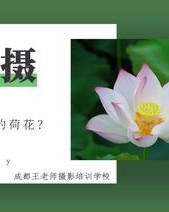 小度荷叶的荷怎么组词