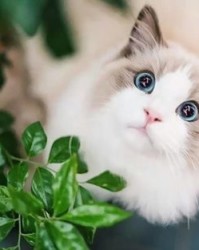 布偶猫怎么组词
