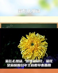 怎么组词菊