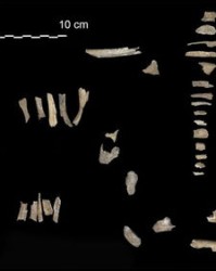 组词骨(估组词)