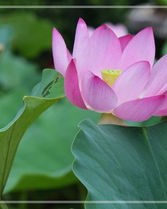 莲花的怎么组词