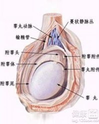 睾丸怎么组词