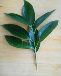 树枝的枝怎么组词