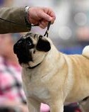 犬能组怎么组词