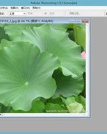 的荷叶前面怎么组词