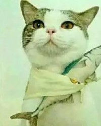 猫怎么写组词呀