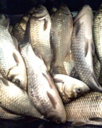 鱼的组词有哪些(鱼的组词有多少)