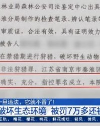 鸟蛋的掏怎么组词