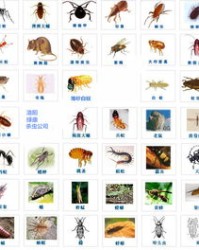 虫余怎么组词