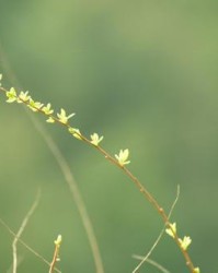 芽怎么组词呢