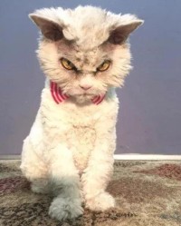 抹布的猫怎么组词