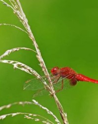 秦怎么组词蜻蜓的蜓