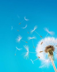 蒲公英的可以怎么组词