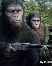 星星猩猩怎么组词