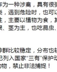 白岭的岭怎么组词