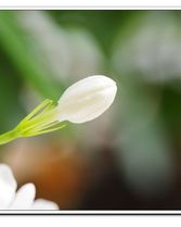 花的种怎么组词