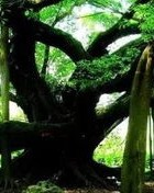榕树的榕组词