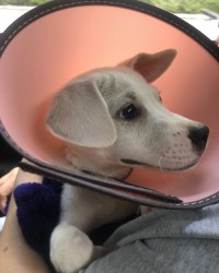 狗子的子怎么组词