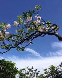 杜鹃的杜组词(杜鹃的杜组词加拼音)