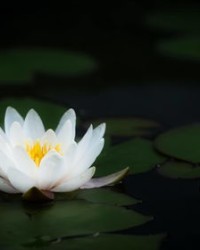 荷叶组词(什么的荷叶组词)