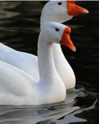 呵鹅鹅鹅怎么组词