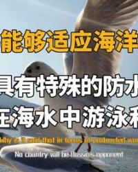 海鸥的讴还能怎么组词