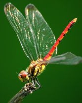 蜻蜓组词