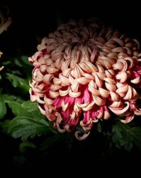 菊花的菊怎么组词